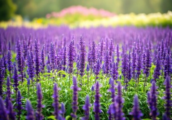 Fototapeta premium Floral purple field with Lavenders and greenery in natural light, serene ambiance