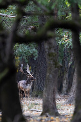 The wild european fallow deer male, Dama dama, roaring during autumn rut at the edge of forest meadow. Photographed in natural light and wild natural forest.  © Silviu