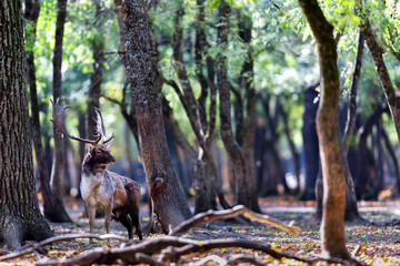 The wild european fallow deer male, Dama dama, roaring during autumn rut at the edge of forest...