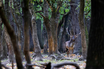 The wild european fallow deer male, Dama dama, roaring during autumn rut at the edge of forest...