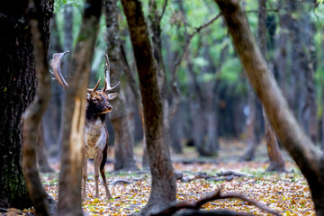 The wild european fallow deer male, Dama dama, roaring during autumn rut at the edge of forest meadow. Photographed in natural light and wild natural forest.  © Silviu