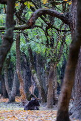 The wild european fallow deer male, Dama dama, roaring during autumn rut at the edge of forest meadow. Photographed in natural light and wild natural forest.  © Silviu