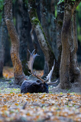 The wild european fallow deer male, Dama dama, roaring during autumn rut at the edge of forest meadow. Photographed in natural light and wild natural forest.  © Silviu