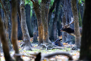 The wild european fallow deer male and female, Dama dama, during autumn rut at the edge of forest meadow. Photographed in natural light and wild natural forest.  © Silviu