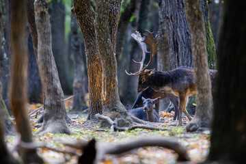The wild european fallow deer male and female, Dama dama, during autumn rut at the edge of forest meadow. Photographed in natural light and wild natural forest.  © Silviu