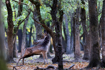 The wild european fallow deer male, Dama dama, roaring during autumn rut at the edge of forest meadow. Photographed in natural light and wild natural forest.

