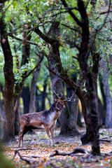 The wild european fallow deer male, Dama dama, roaring during autumn rut at the edge of forest meadow. Photographed in natural light and wild natural forest.  © Silviu