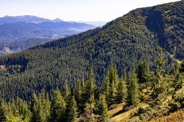 Panoramic view of conifer-covered mountains under a clear blue sky, with dense evergreen forest, sunlit slopes and distant ridges, ideal for nature, travel and outdoor adventure themes.