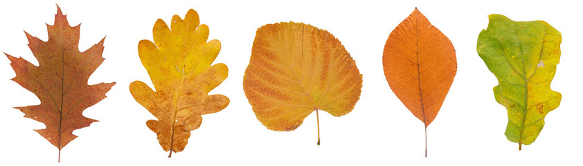 Set of autumn leaves isolated on white background. High resolution.
