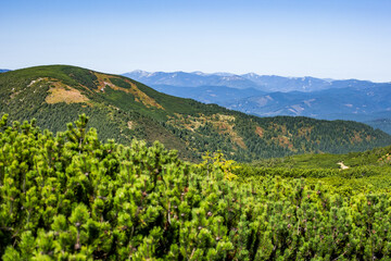 Sunny panoramic view of green mountain ridges with alpine shrubs and forests under a clear blue sky, ideal hiking and nature background.