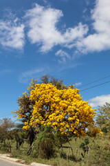 Fotografia Natureza Vegetação Plantas 