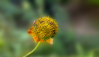 Sunlight on a flower
A corner of nature in bloom
