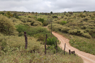 Fotografia Natureza Vegetação Plantas 