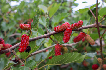 Fotografia Natureza Vegetação Plantas 