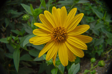 Sunlight on a flower
A corner of nature in bloom