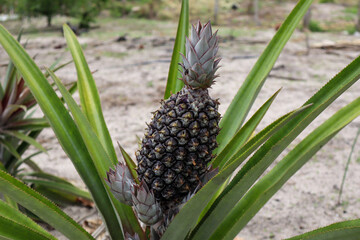 Fotografia Natureza Vegetação Plantas 
