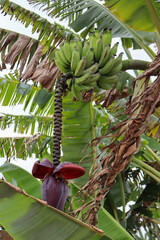 Fotografia Natureza Vegetação Plantas 