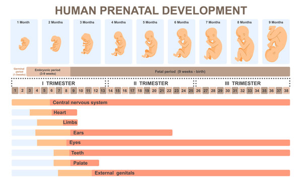 Critical periods of human development. Stages of embryo prenatal development by week and trimesters. Pregnancy, reproduction and childbirth. Flat vector illustration