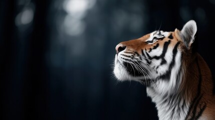 Obraz premium Majestic Tiger in Shadowy Forest Background