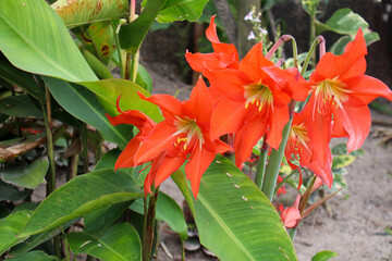 Fotografia Natureza Vegetação Plantas 