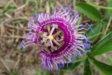 Fotografia Natureza Vegetação Plantas 