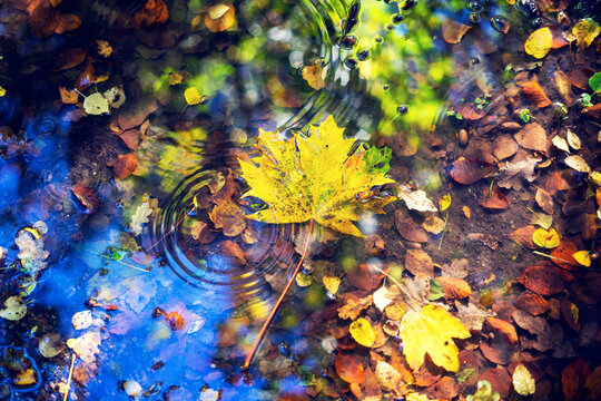 Yellow Maple Leaf Floating on Water Among Autumn Leaves