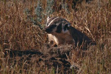 Badger in Grant Teton
