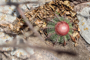 Fotografia Natureza Vegetação Plantas 