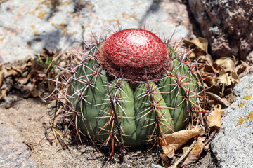 Fotografia Natureza Vegetação Plantas 