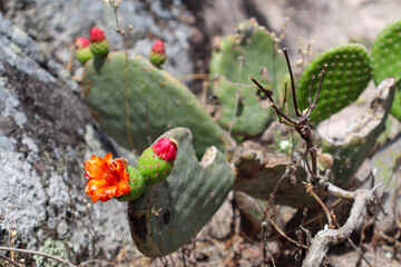 Fotografia Natureza Vegetação Plantas 