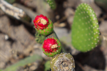 Fotografia Natureza Vegetação Plantas 