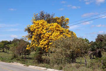 Fotografia Natureza Vegetação Plantas 