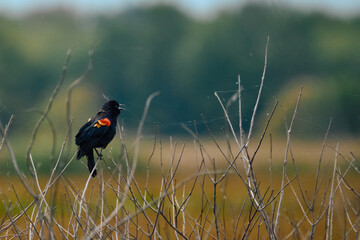 red-wing black bird on a meadow