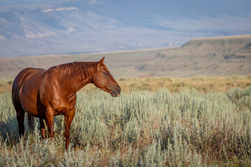 Quarter horse grazing in open fields at sunset in the western landscape with rolling hills © Kimberly