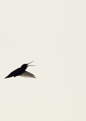 Hummingbird