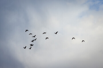Fototapeta premium Flock of geese