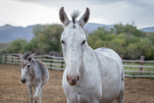 Two mules walking toward the camera.
