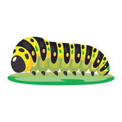 Fototapeta premium yellow caterpillar on white background