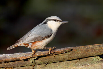Eurasian nuthatch