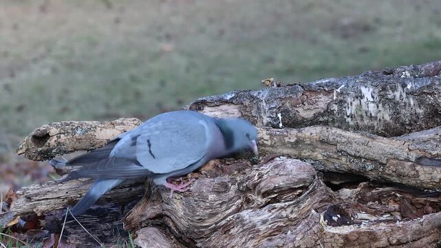Stock dove