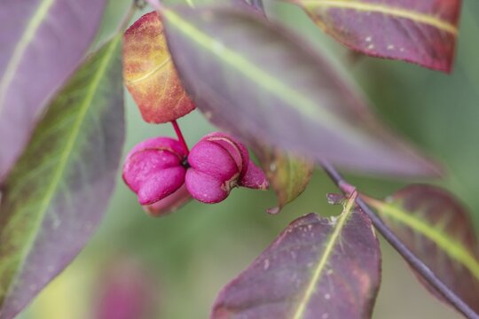 Common spindle bush (Euonymus europaeus), fruits, Emsland, Lower Saxony, Germany
