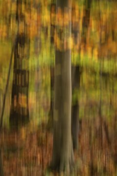 Beech forest, wiping pattern, autumn, Stuttgart, Germany