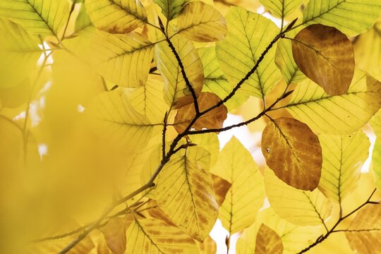 Yellow-colored beech leaves, autumn, Stuttgart, Germany