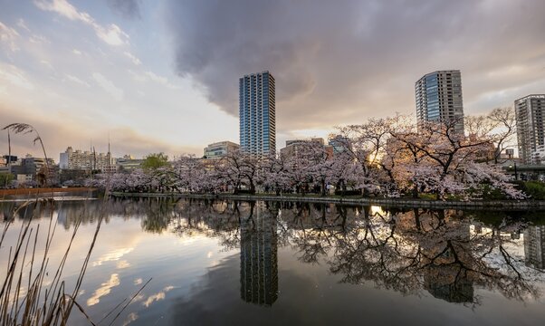 Skyscrapers reflected in lake at sunset, Shinobazu pond, lakeside cherry blossoms in spring, Hanami Festival, Ueno Park, Taito City, Tokyo, Japan