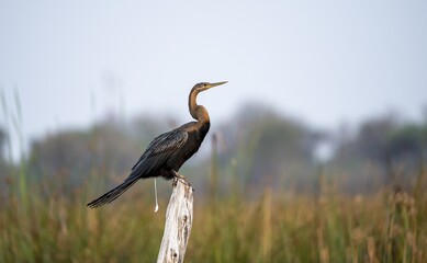 African Darter (Anhinga rufa) defecating, crapping, sitting on a dead tree, Thamalakane River, Okavango Delta, Botswana