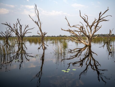 Dead trees are reflected in the river, Thamalakane River, Okavango Delta, Botswana