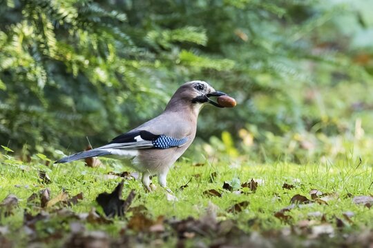 Fototapeta Eurasian Jay (Garrulus glandarius) with acorn walks through autumn grass in front of gentle bokeh, Hesse, Germany