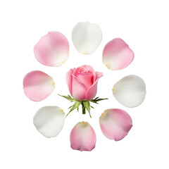 Light pink and white rose petals gracefully scattered around a central, unfurling light pink rosebud, isolated on a seamless transparent background, extreme macro detail, elegant botanical still life