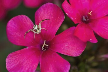 Goldenrod crab spider (Misumena vatia) on a bright pink flower, phlox blossom, Hesse, Germany