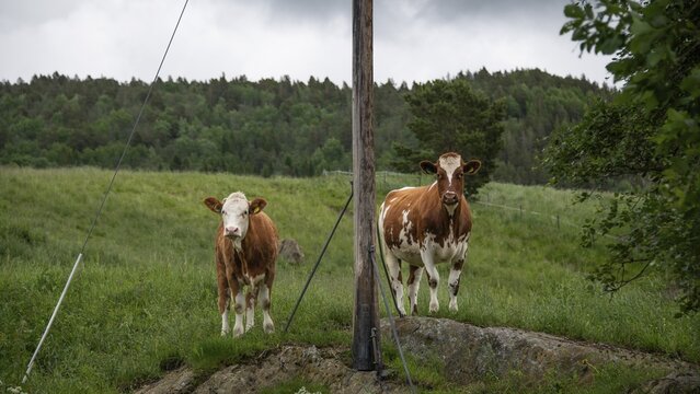 Zwei K&uuml;he stehen neugierig auf einer Weide neben einem Strommast, bei Dovre, Gudbrandsdalen oder Gudbrandstal, Norwegen